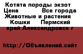 Котята породы экзот › Цена ­ 7 000 - Все города Животные и растения » Кошки   . Пермский край,Александровск г.